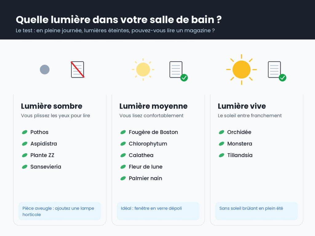 Test de lumière d'une salle de bain et plantes adaptées : lumière sombre (pothos, aspidistra, plante ZZ, sansevieria), moyenne (fougère de Boston, chlorophytum, calathea) et vive (orchidée, monstera, tillandsia)
