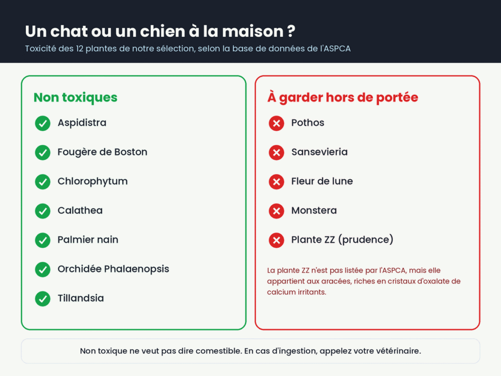 Plantes de salle de bain non toxiques et toxiques pour les chats et les chiens selon l'ASPCA : 7 plantes sans danger, 5 à garder hors de portée