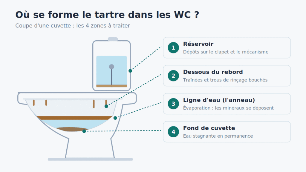 Schéma d'une cuvette de WC en coupe montrant où se forme le tartre : réservoir, dessous du rebord, ligne d'eau et fond de cuvette
